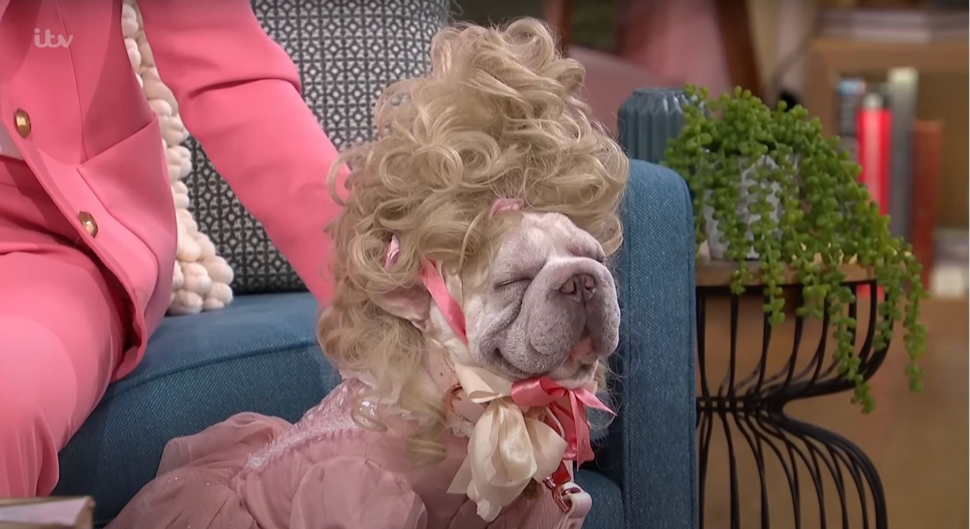 Dog dressed in a Bridgerton outfit on This Morning