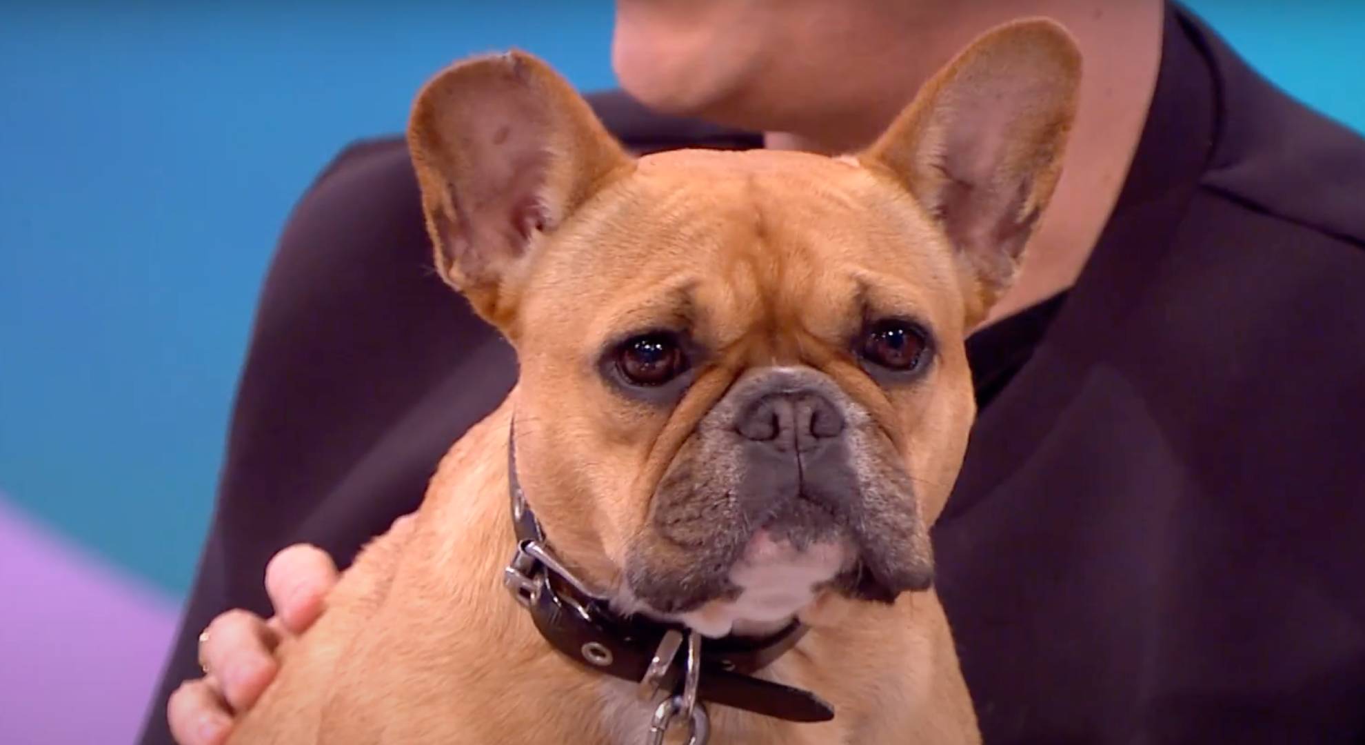 Dolly the dog appears on Loose Women