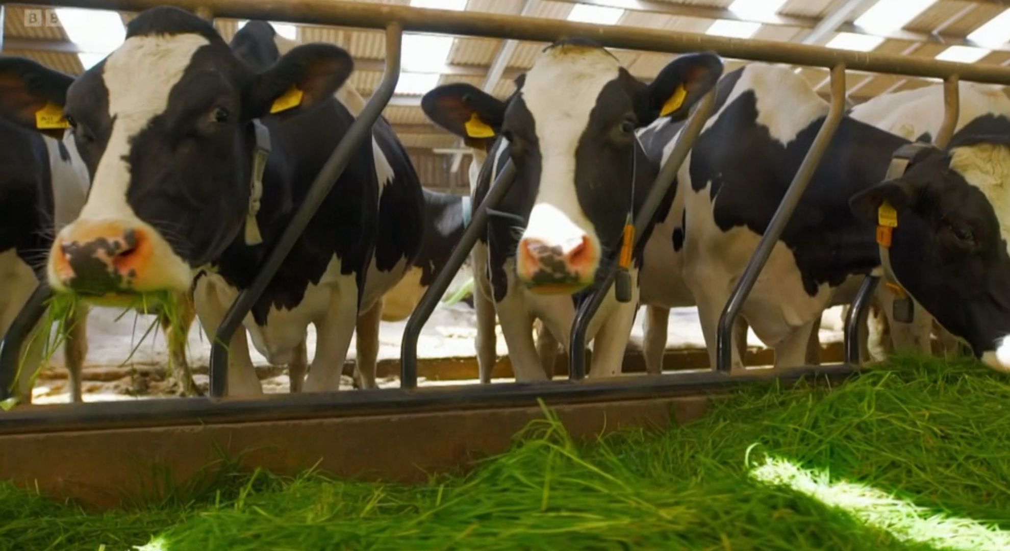 Cows grazing inside