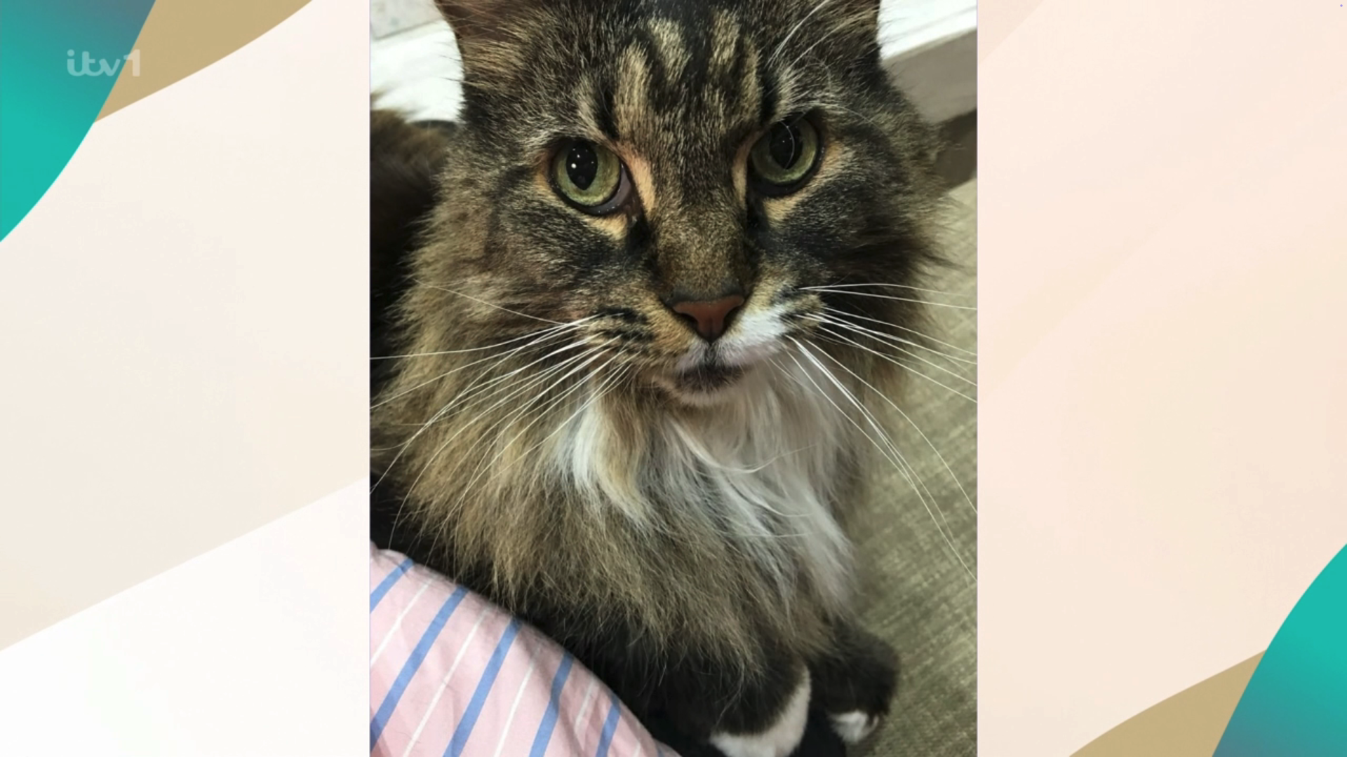 Nala the cat