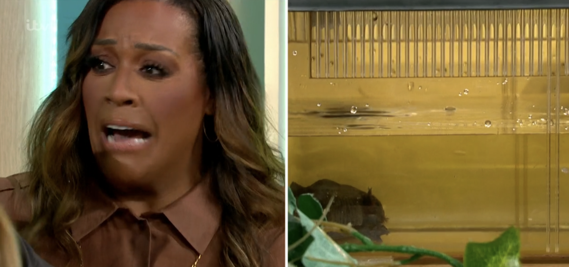 Alison Hammond doing Bushtucker trial on This Morning