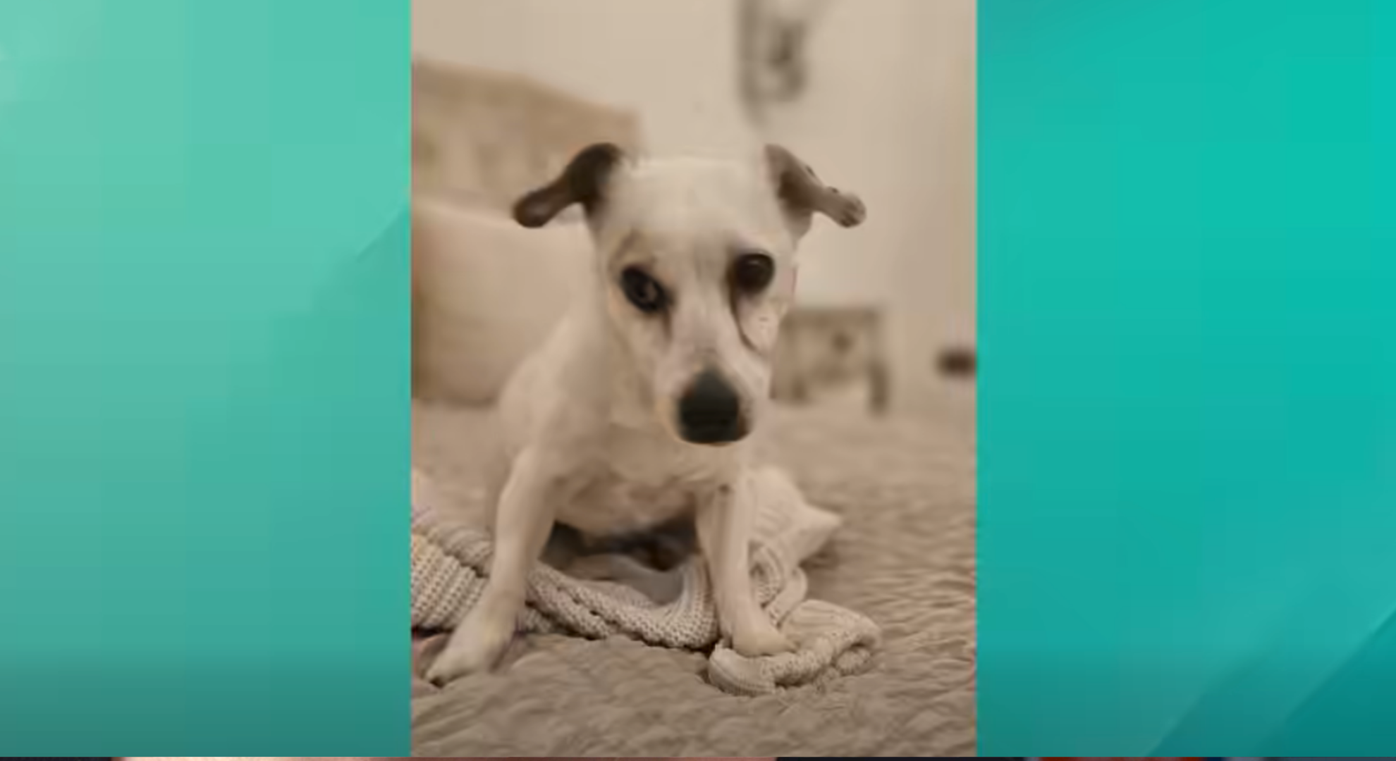 A picture of a white dog on This Morning