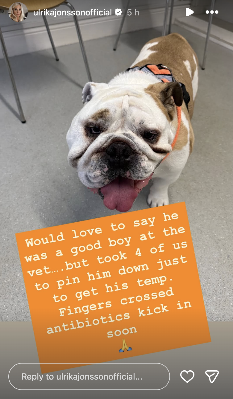 Ulrika Jonsson's dog