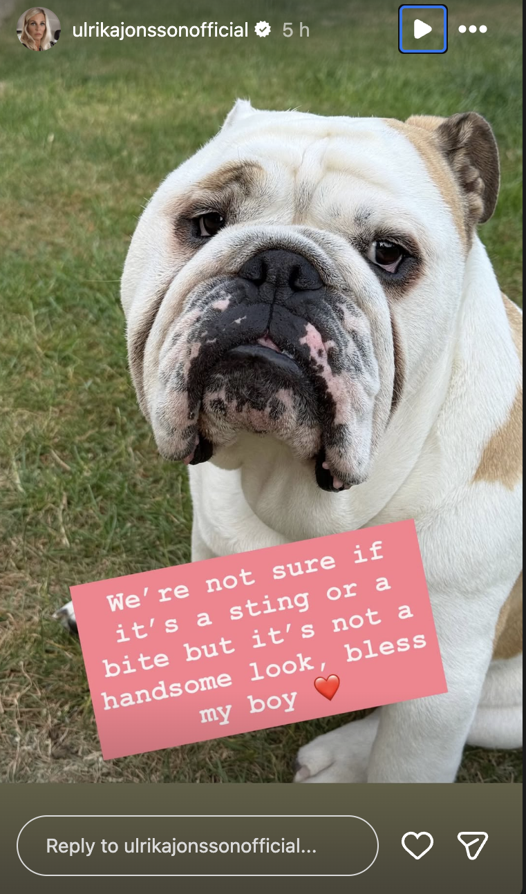 Ulrika Jonsson's dog