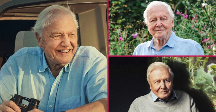 ED split: David Attenborough documentaries