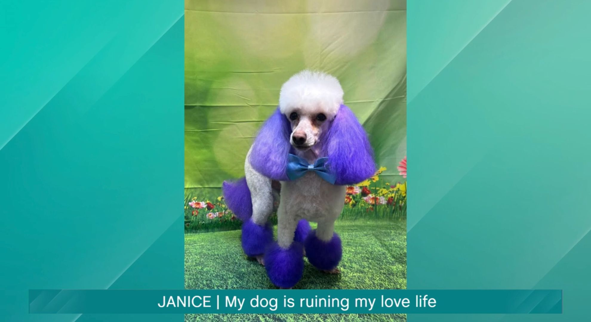 Poodle with purple ears on This Morning