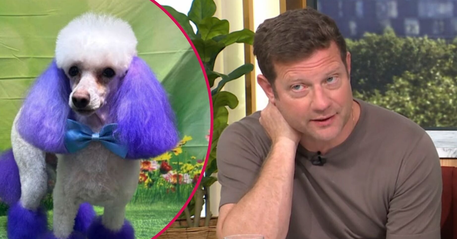 Dog with purple ears / Dermot O'Leary on This Morning