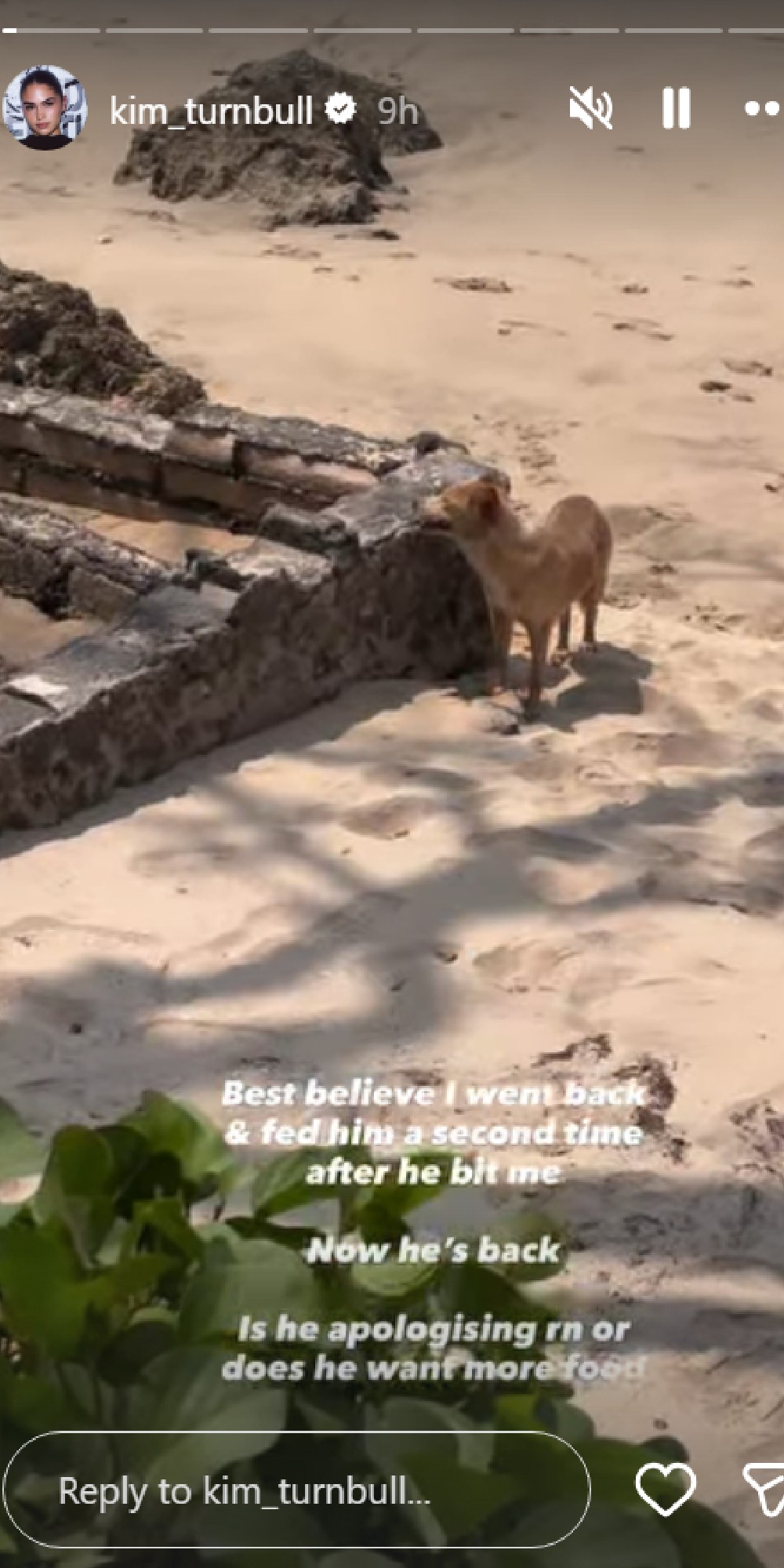 The stray dog that bit Romeo Beckham's girlfriend Kim Turnball